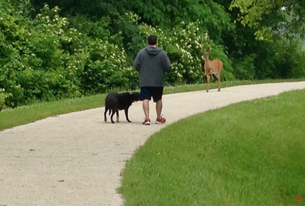 Picture of a deer on a walking path as a man with his dog approach.