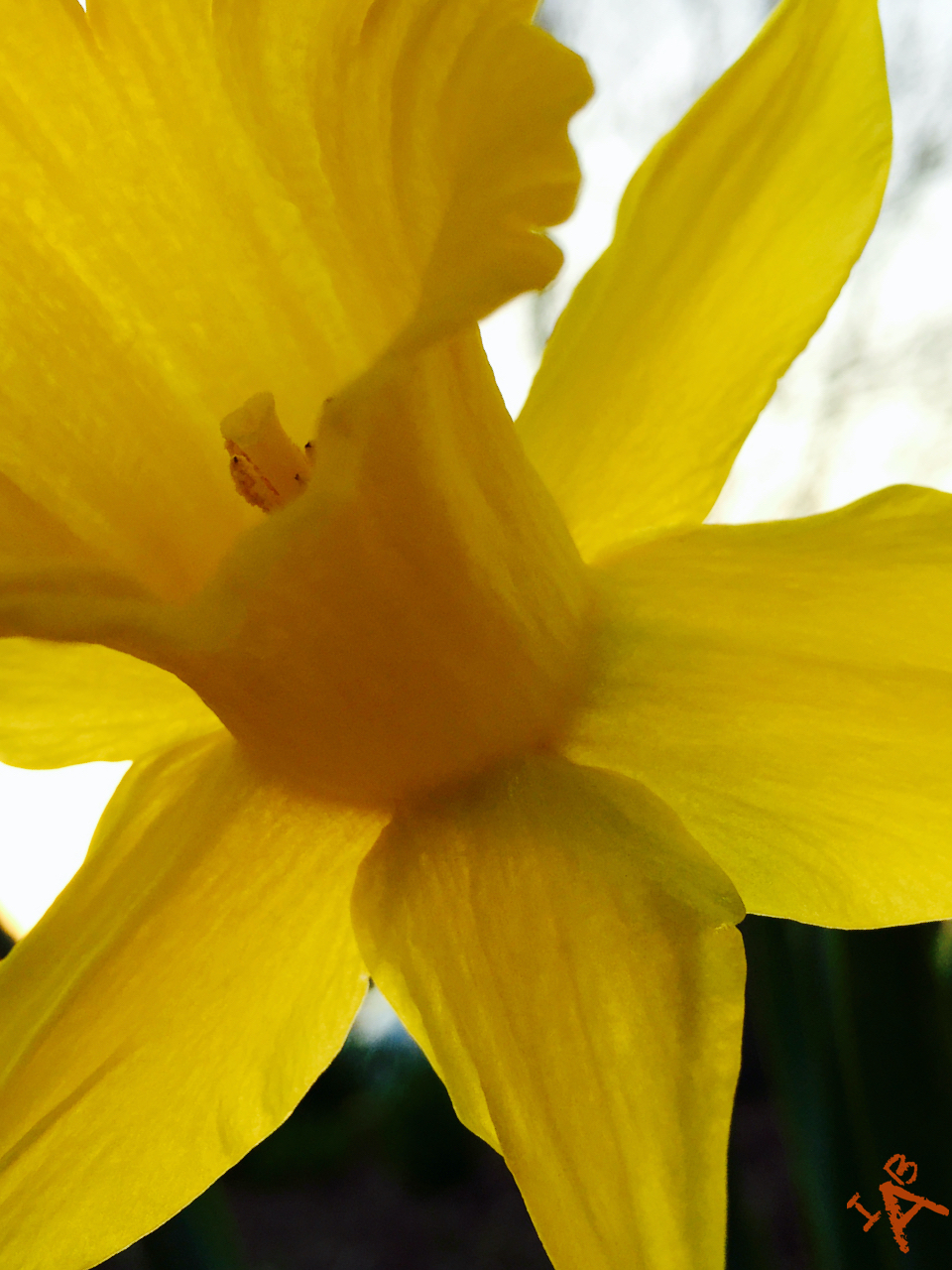 Close-up of a daffodil