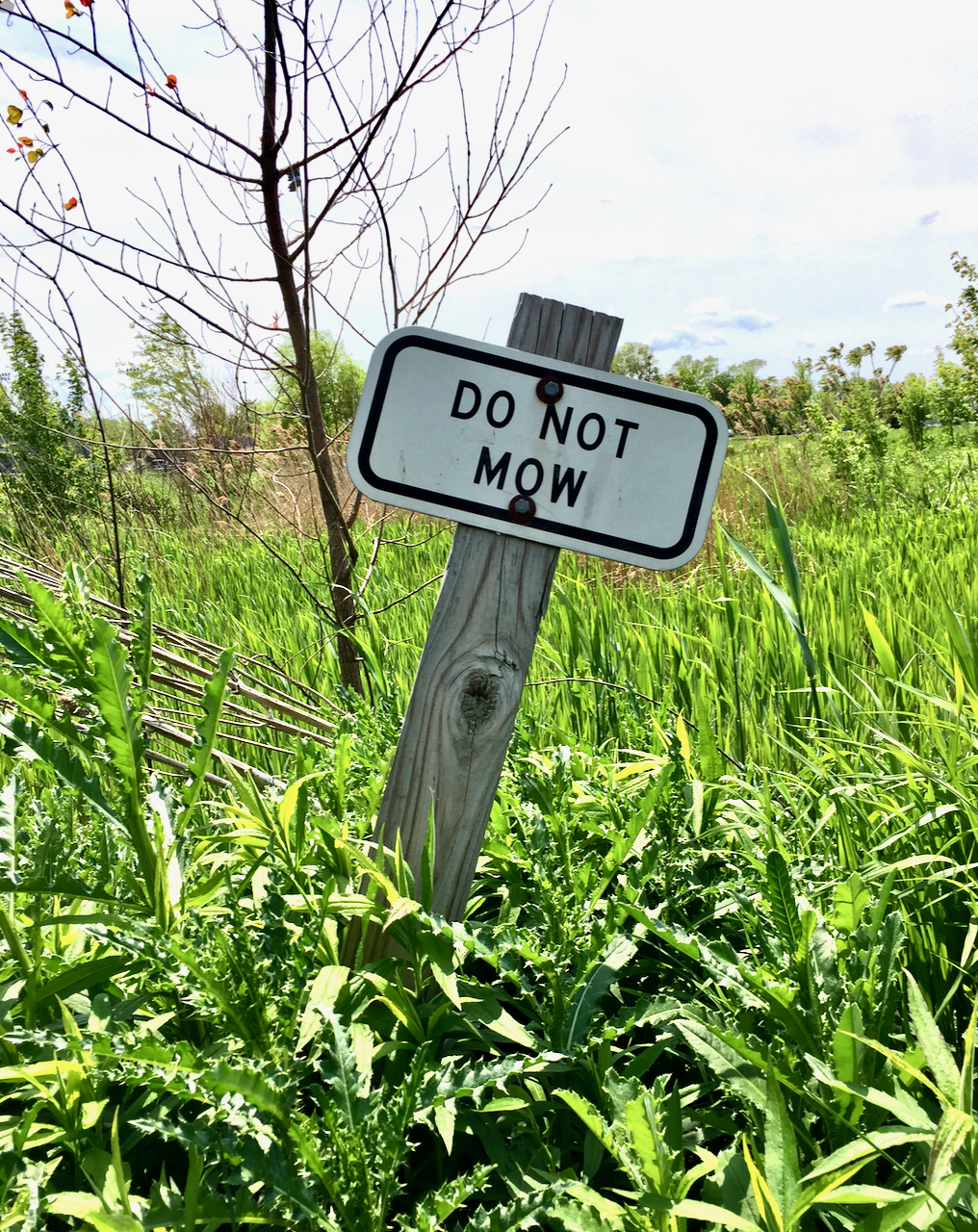 Sign that says "Do Not Mow" in a field of of overgrown grass.