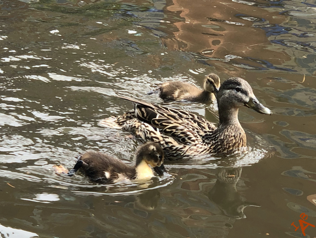 A duck and its ducklings floating in a river.