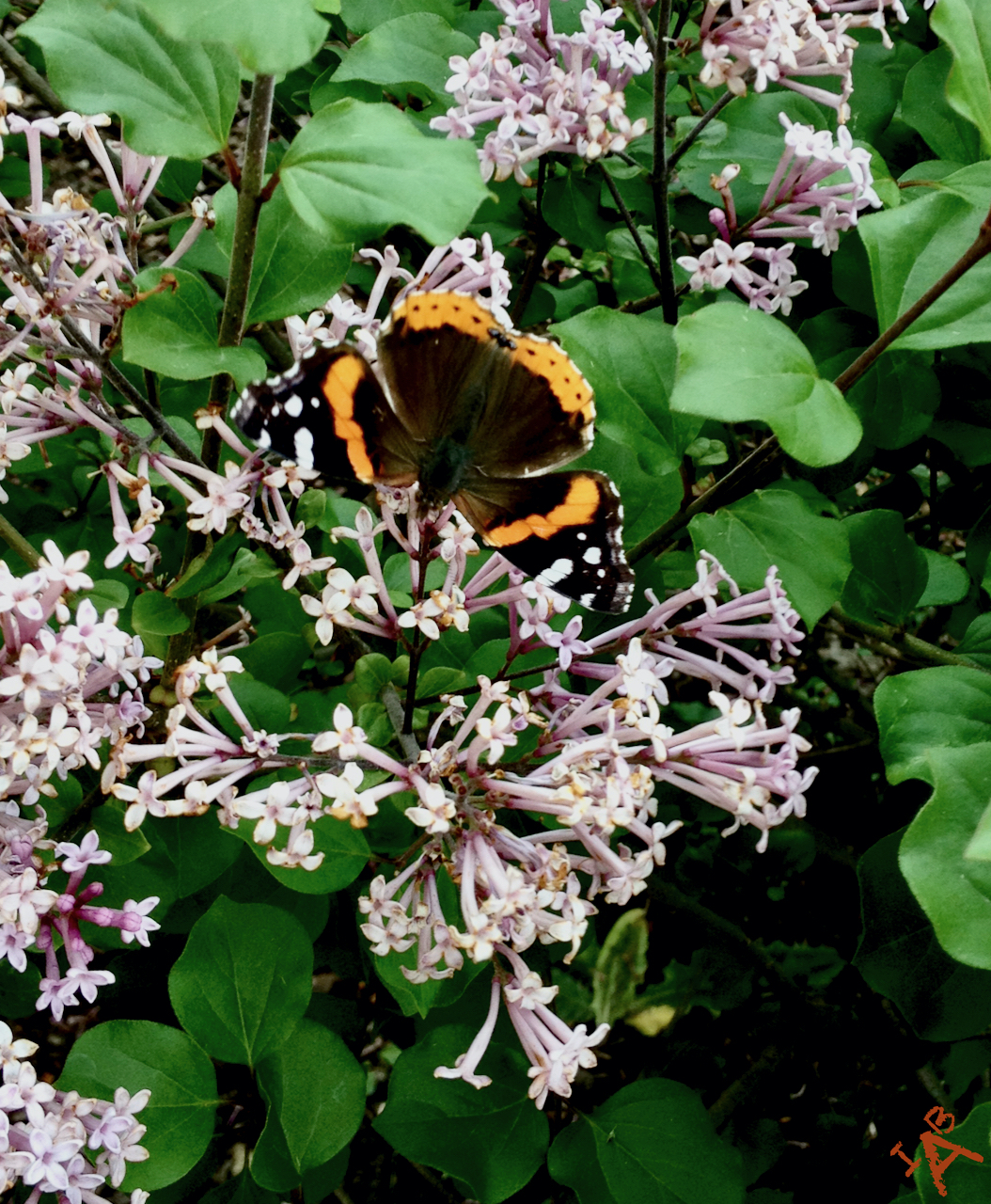 A butterfly on some lilacs.