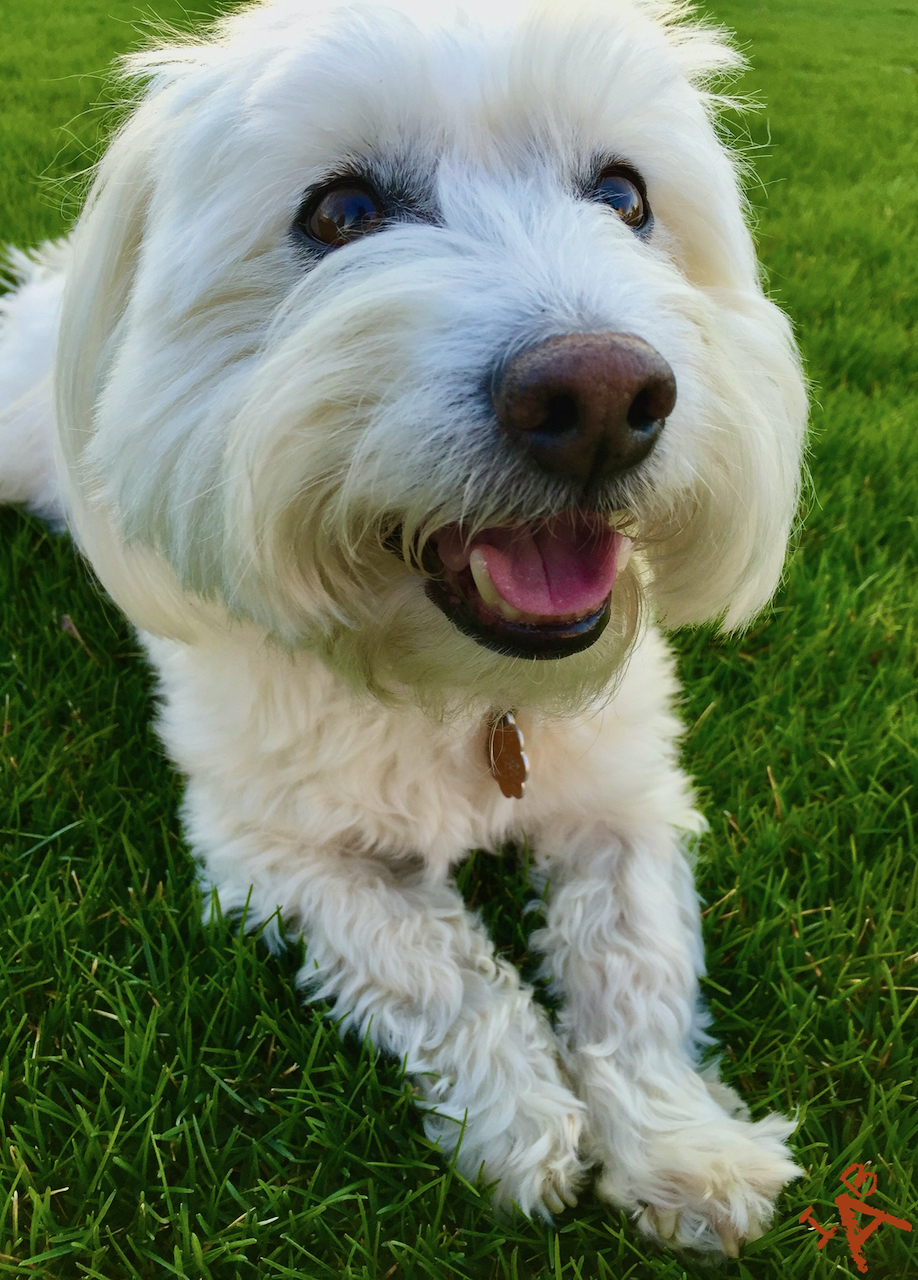 A smiling Coton de Tulear