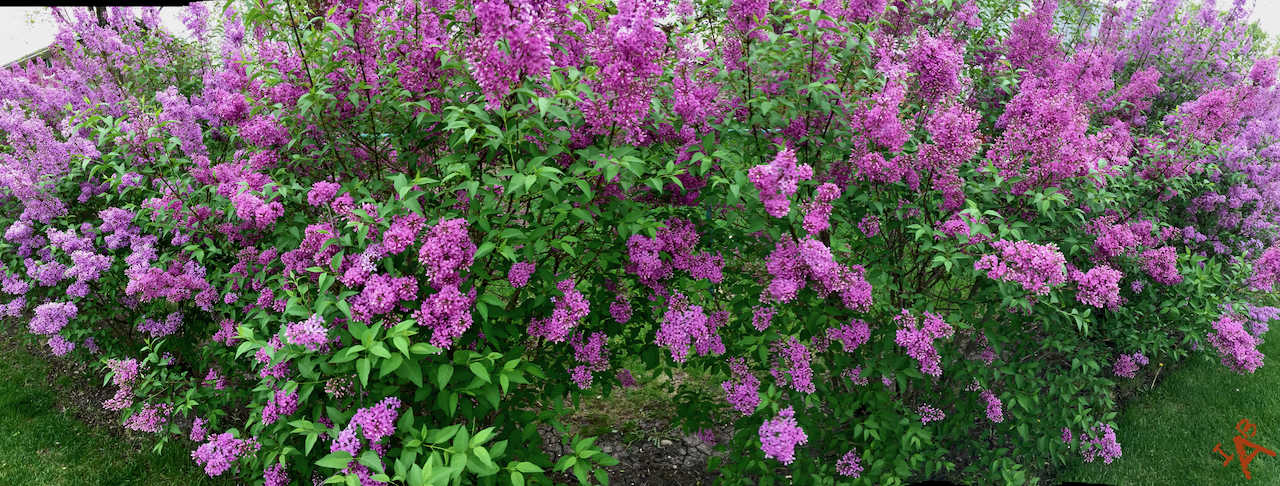 Picture of lilacs in bloom.