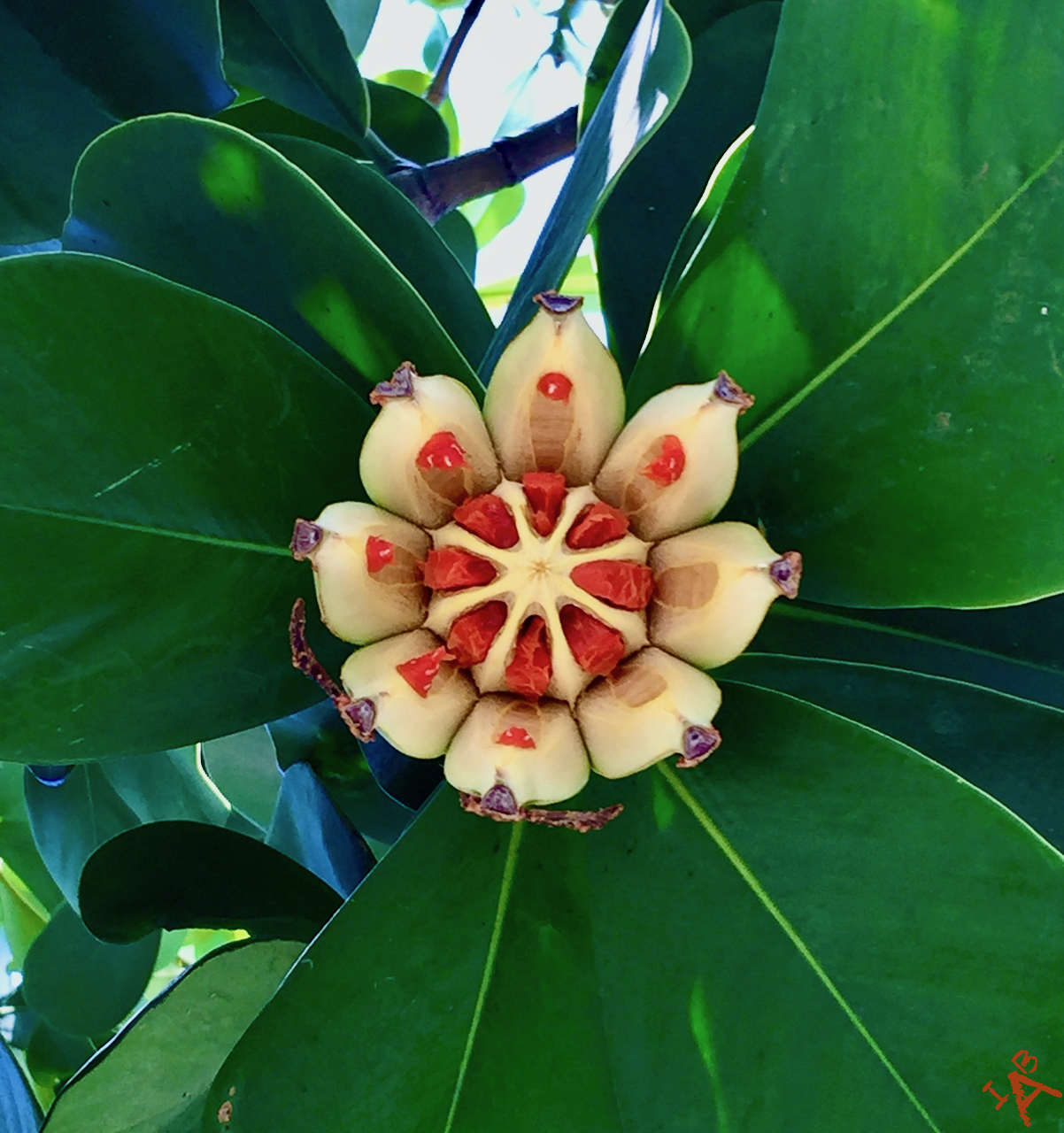 Picture of a flower bloom showing symmetry.