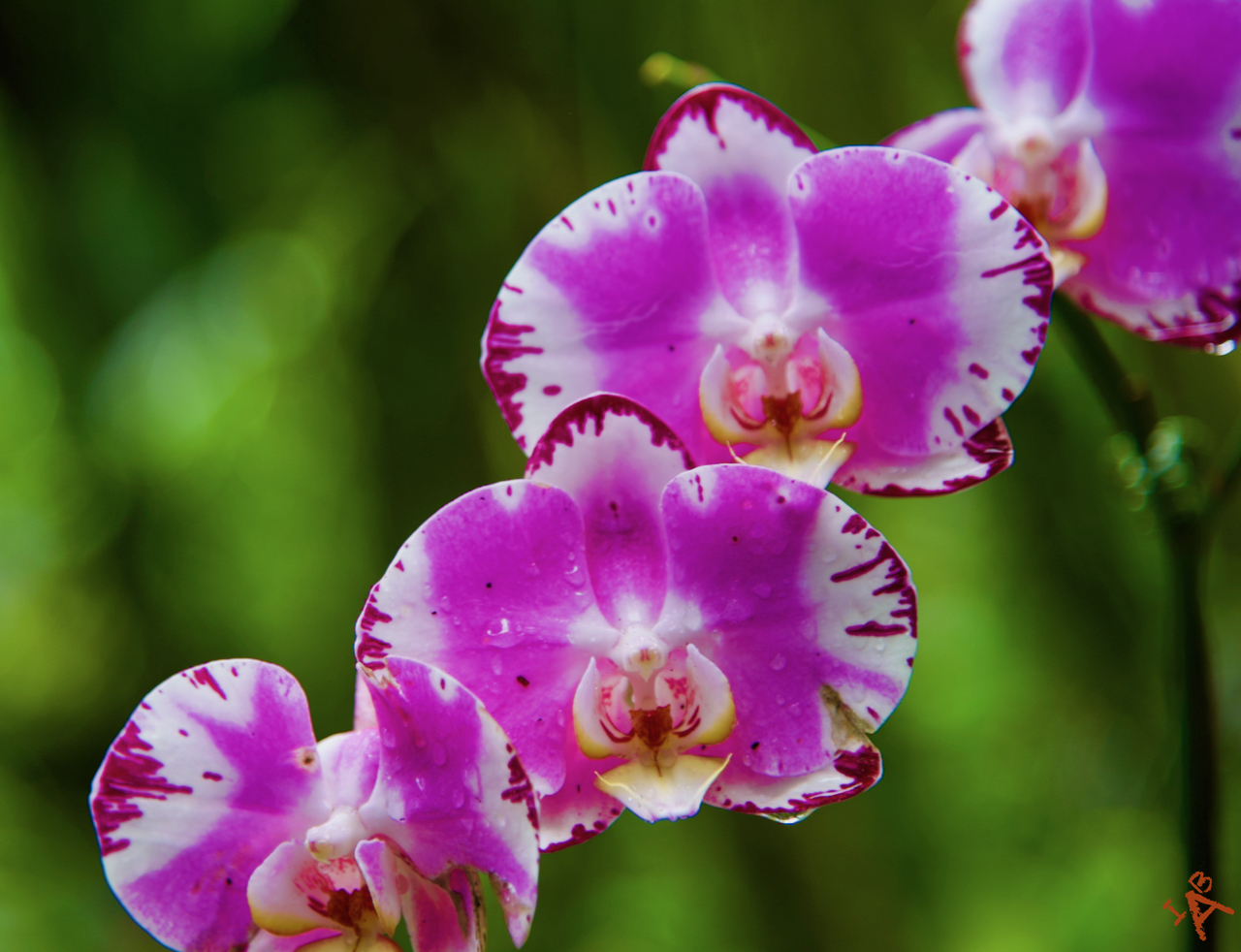 Picture of purple and white orchids.