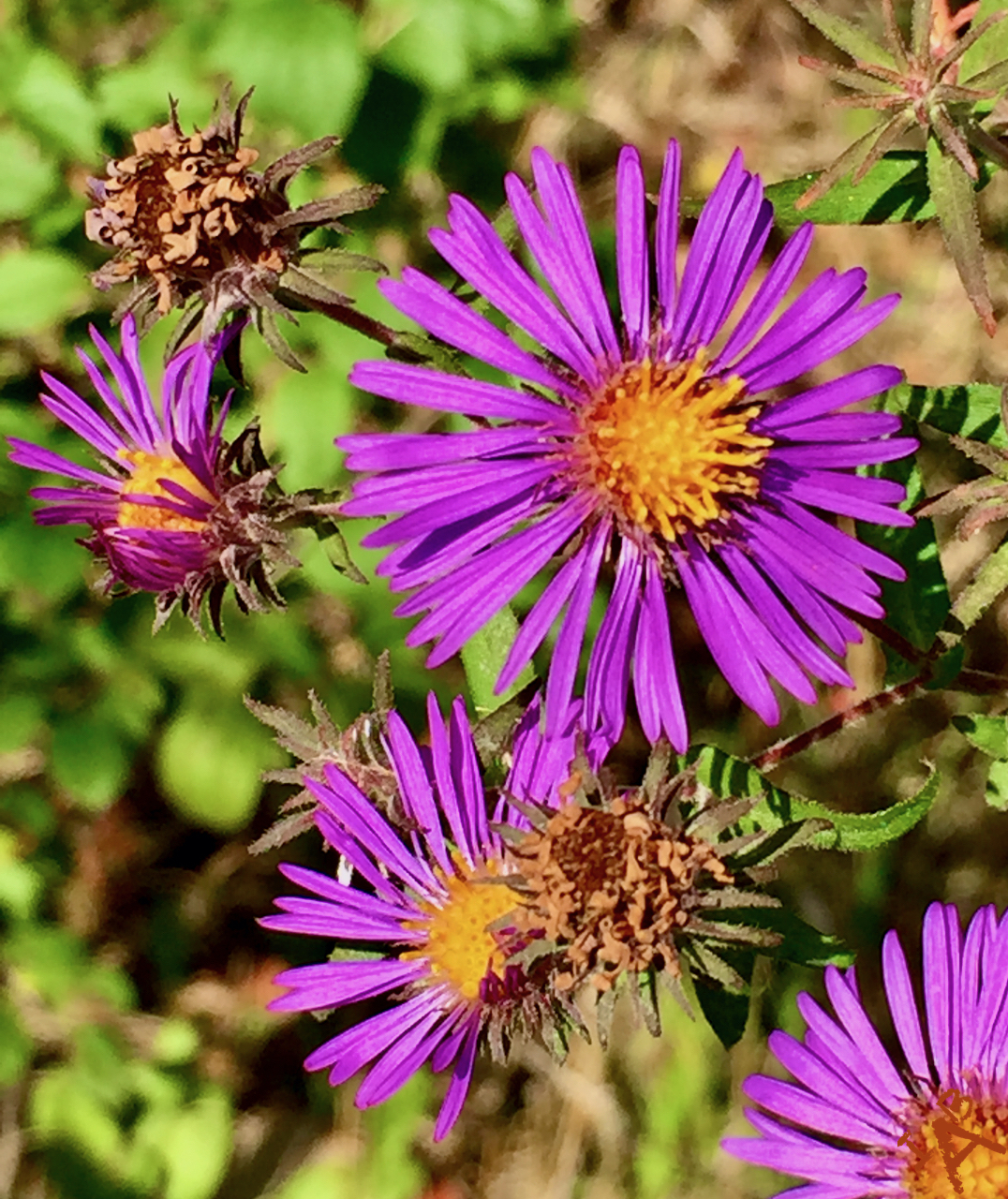 Pretty purple flowers bright in the sun.