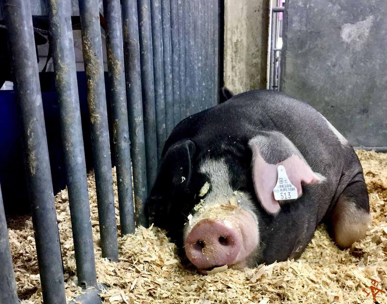 A big pig sleeping in a pen.