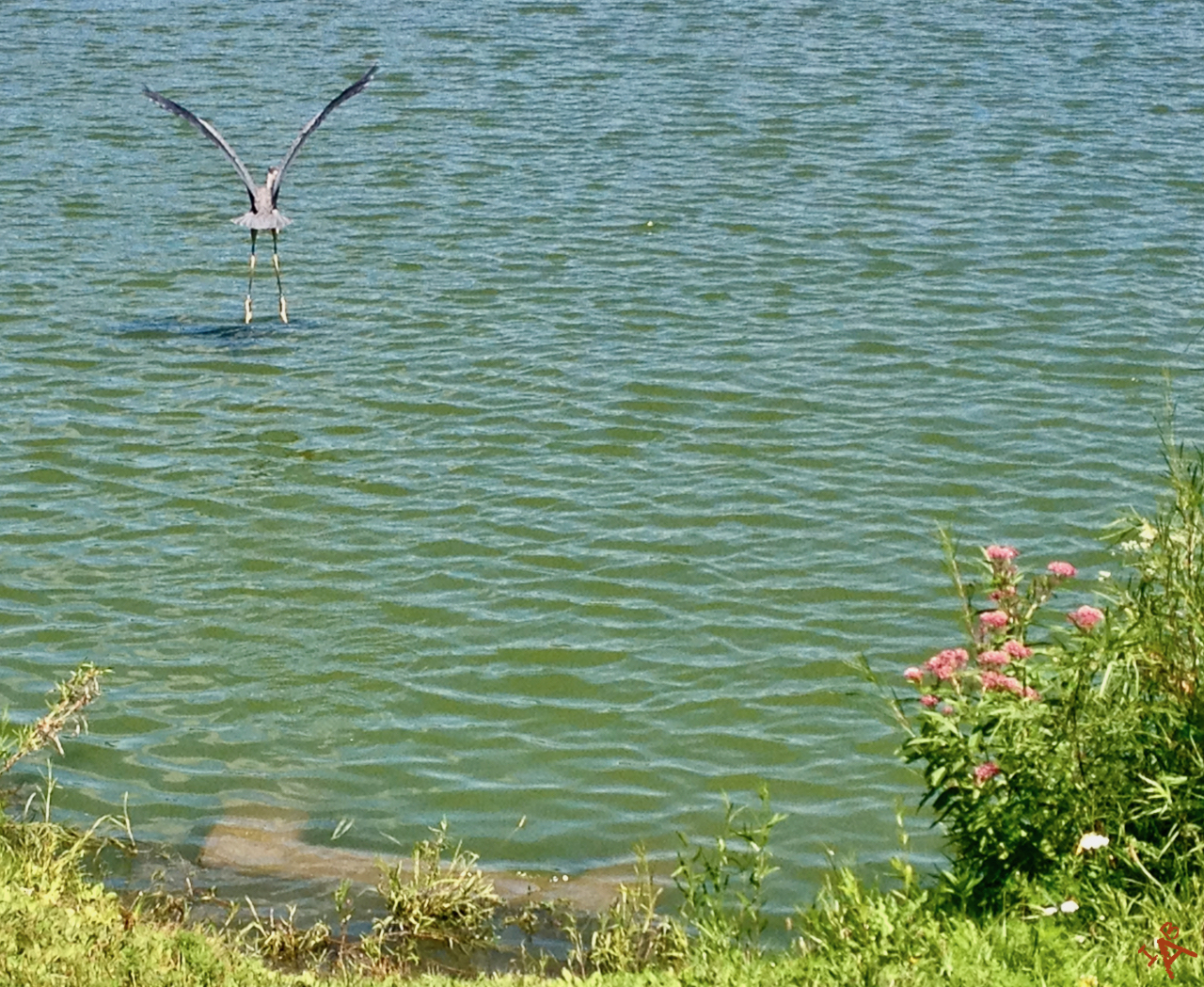 Picture of a blue heron flying out of the lake.