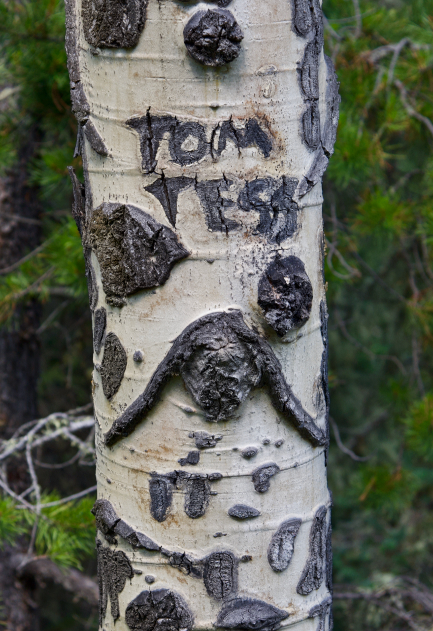 A tree in Banff, Canada, with Tom Tess etched into it.
