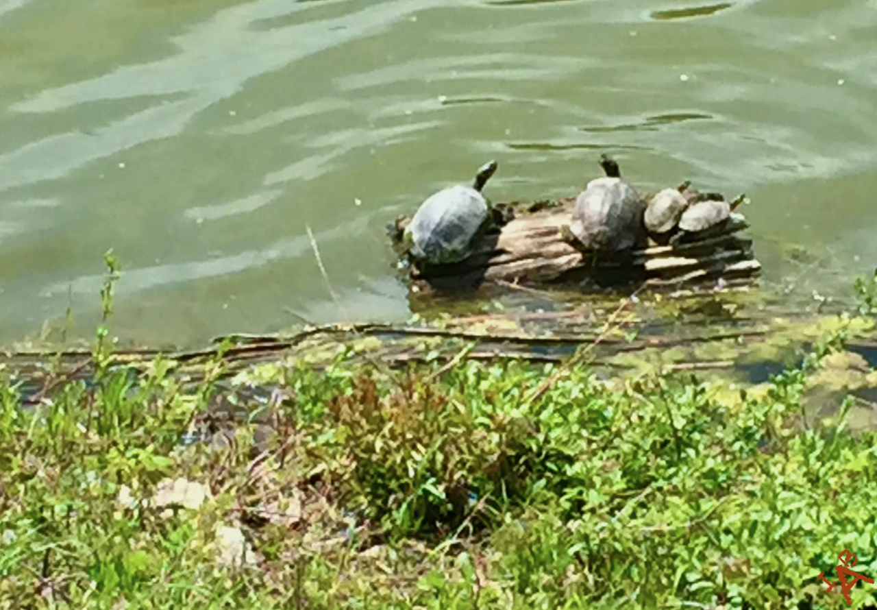 A group of box turtles on a piece of driftwood.