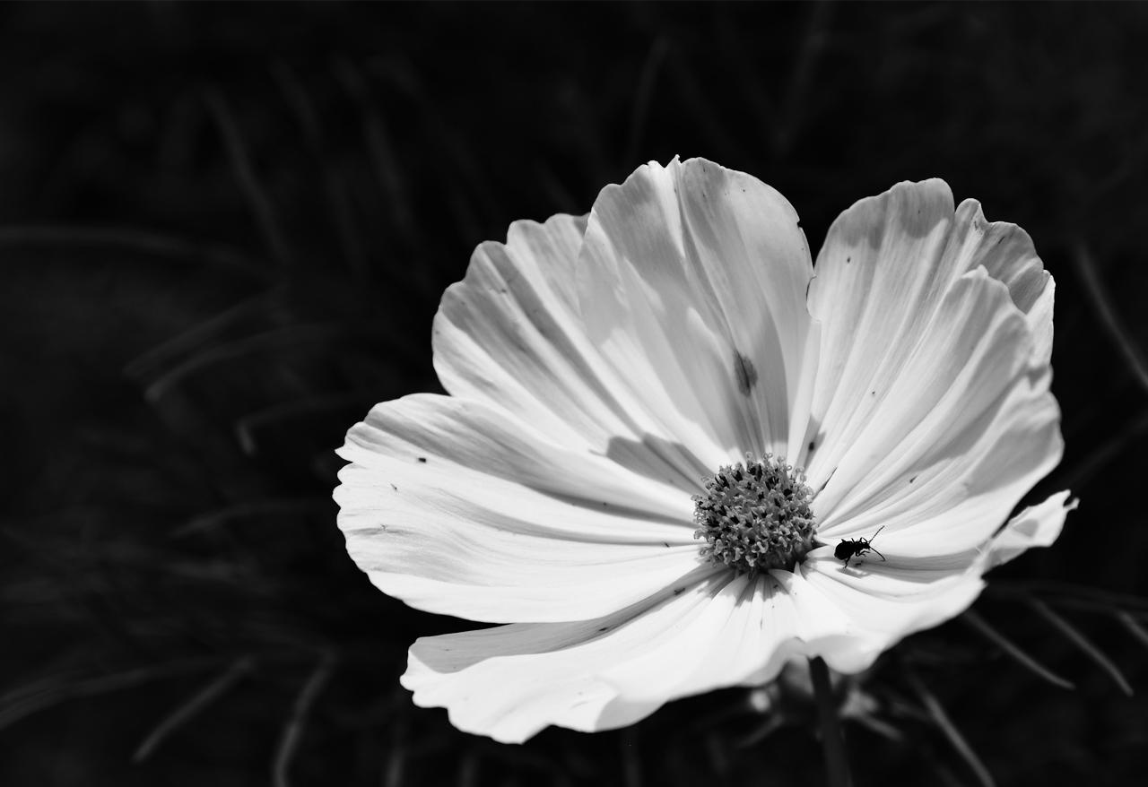 A black and white image of a flower with a bug on it.