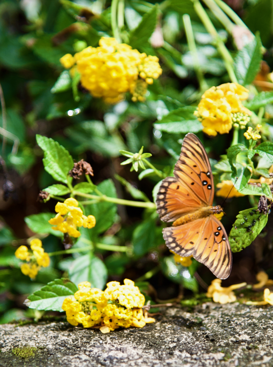 A butterfly among yellow flowers.