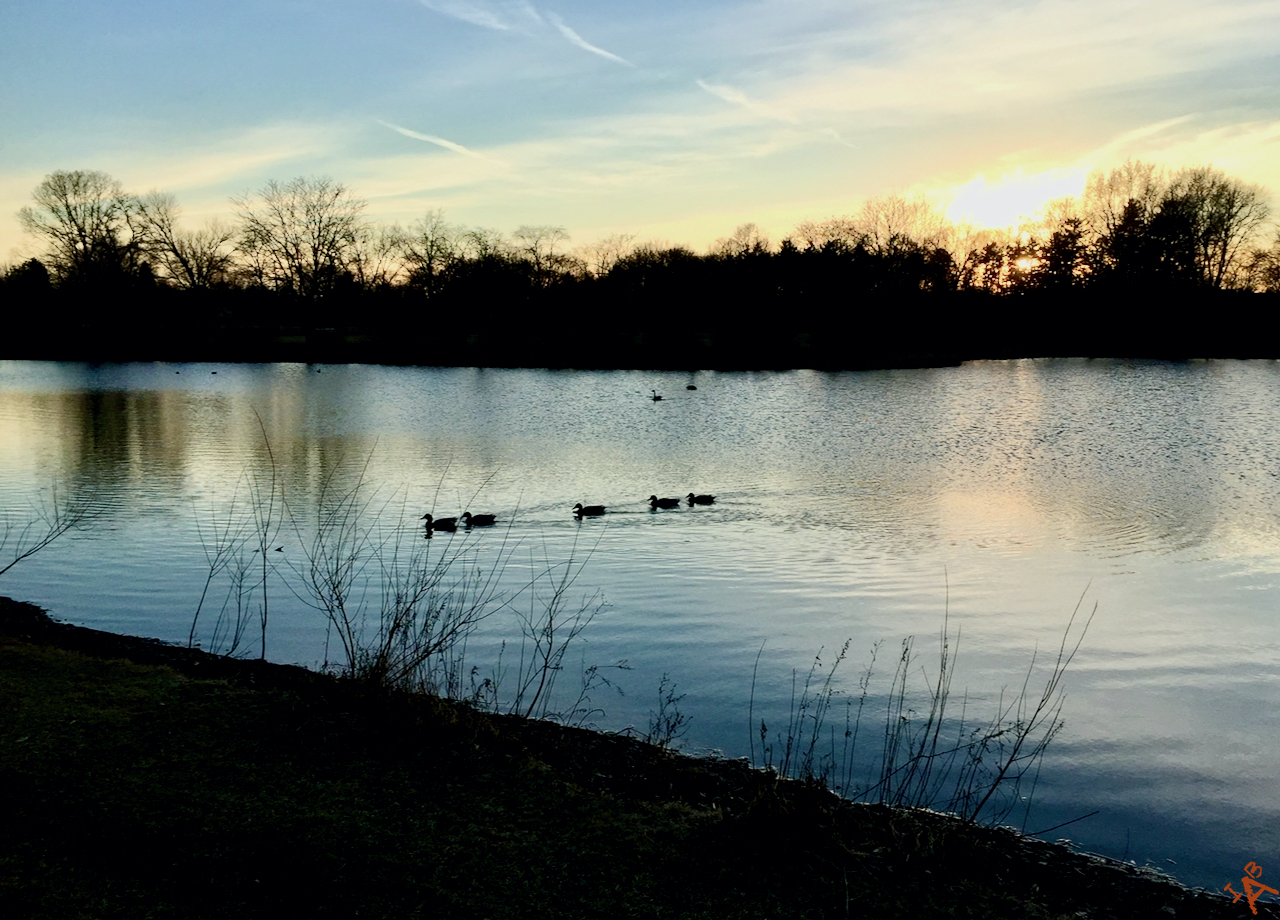 Ducks in a lake as the sun is setting.