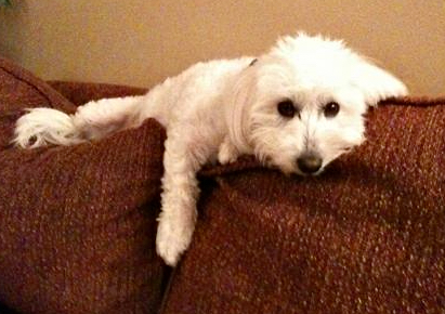 A Coton de Tulear resting in a lazy pose.