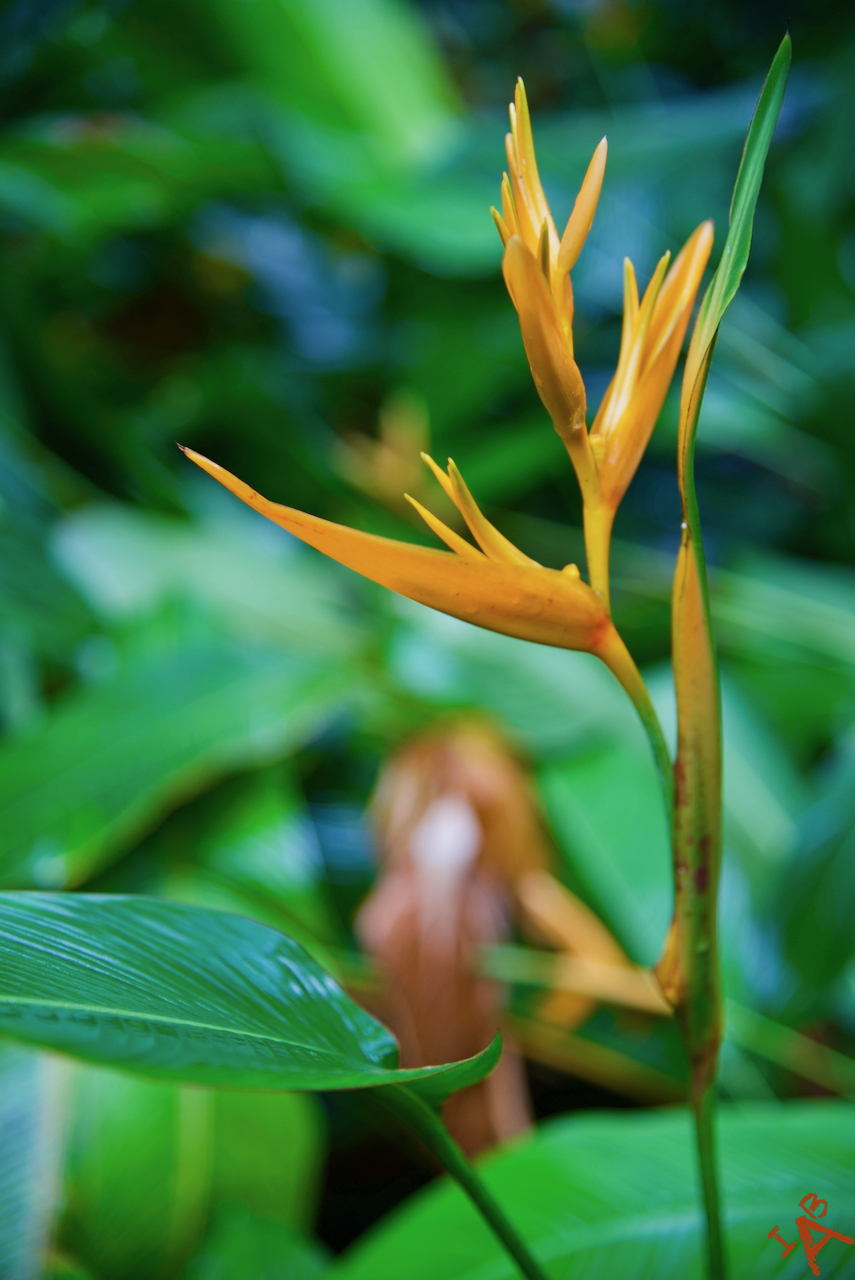 Picture of the bird of paradise flower.