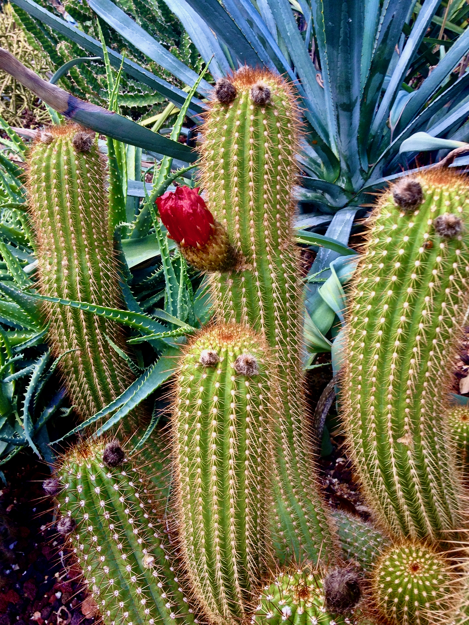 One cactus among many but this one has a red flower.
