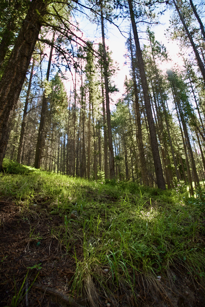 A grove of tall pine trees.