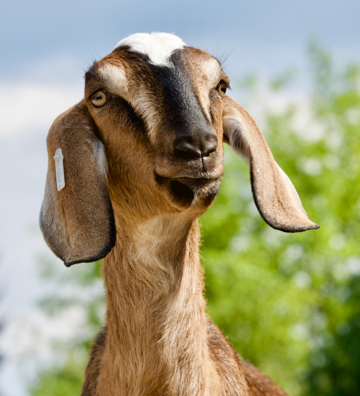 An goat with an inquisitive look.