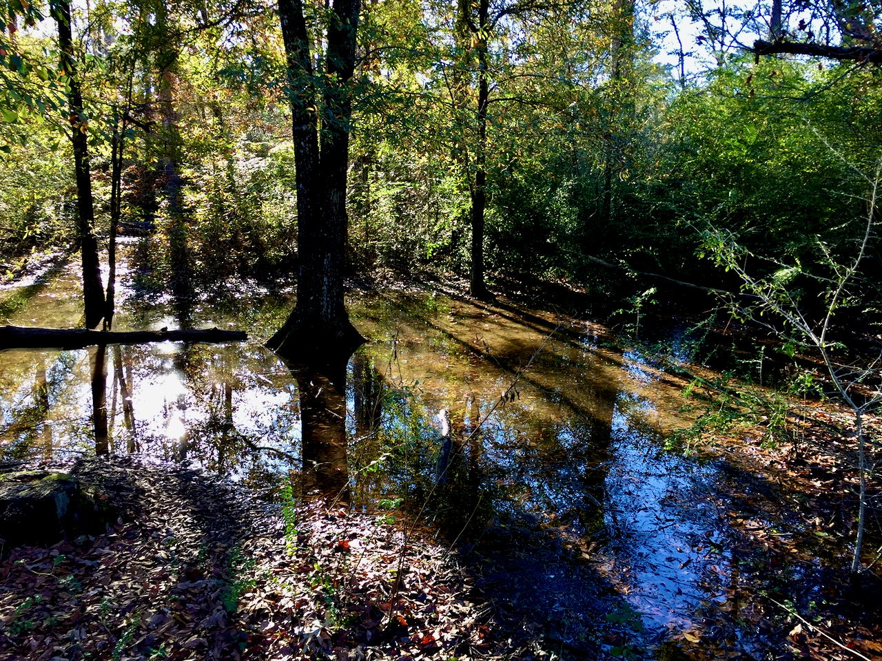 A wooden area filled with water with sunlight streaming across.
