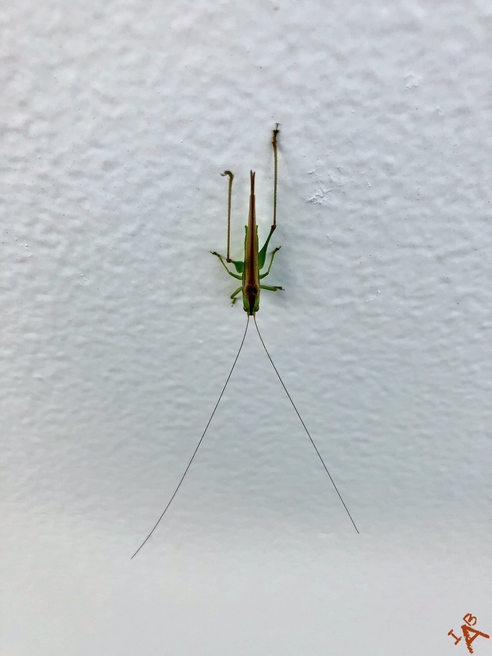 A bug with antennae longer than it's body.