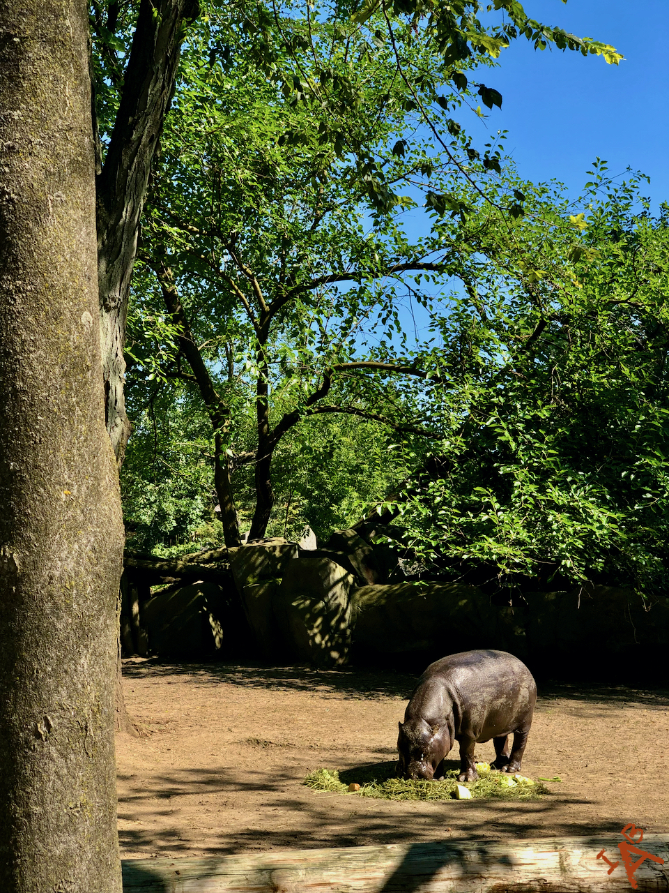 A hippo at a zoo stops for some grazing.