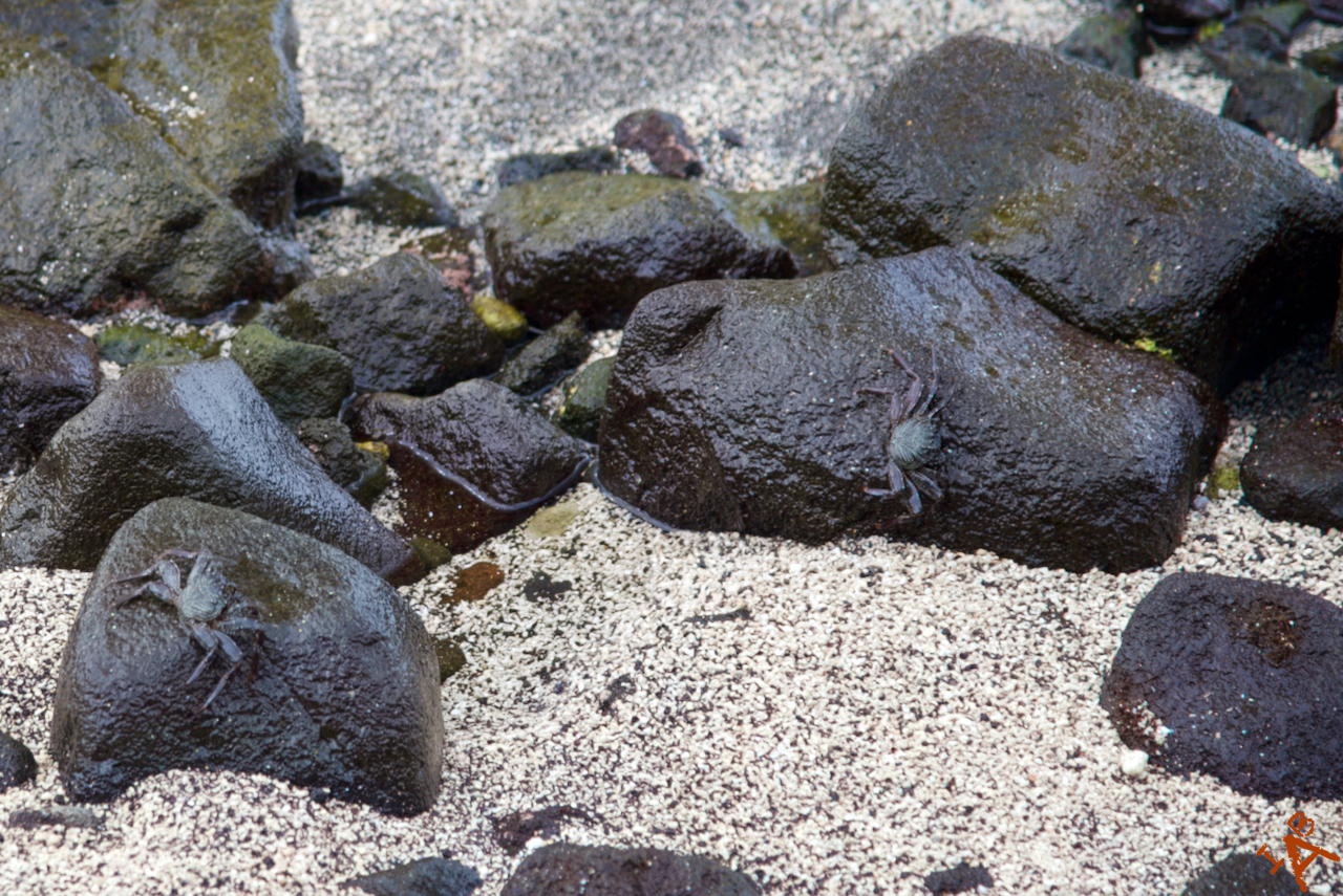 A black crab crawls on lava rock blending in.
