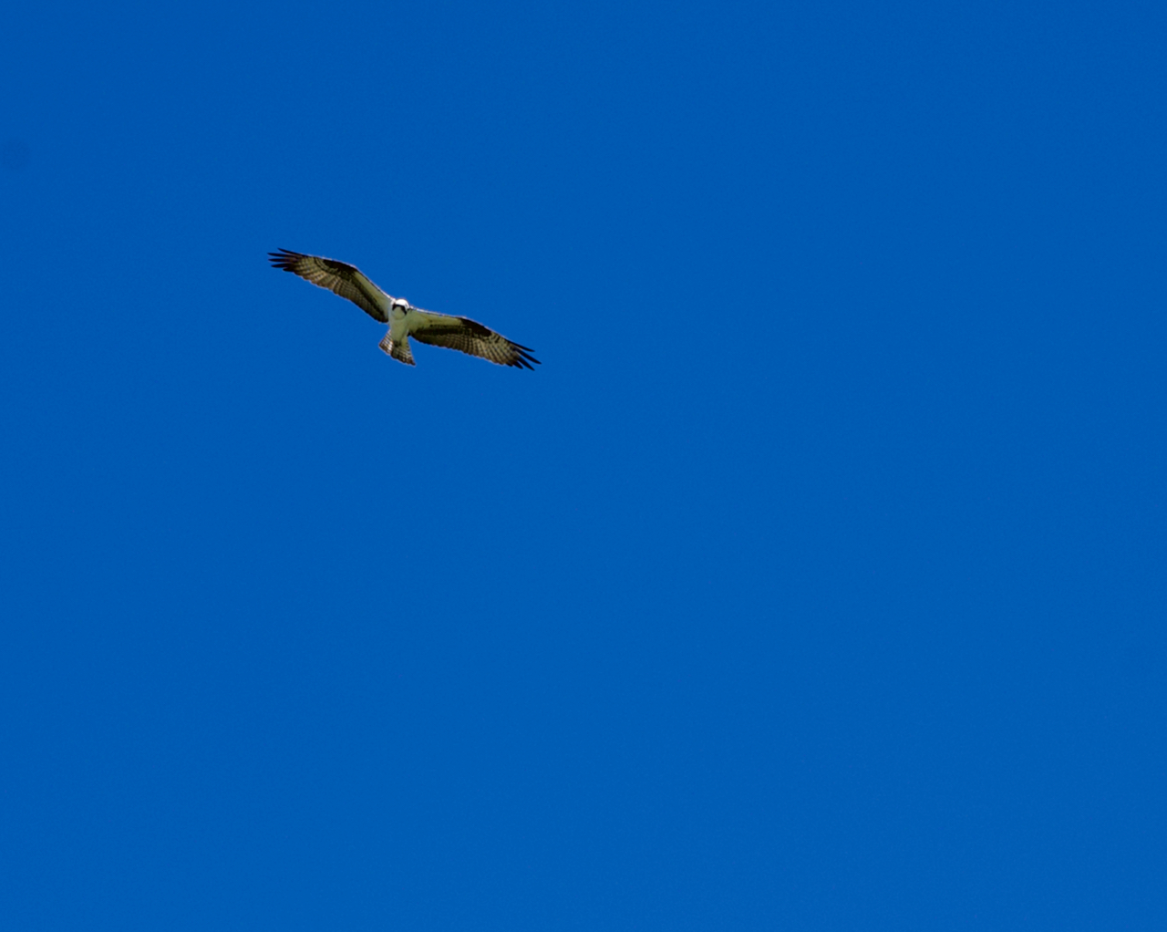 A bird soaring against blue sky.