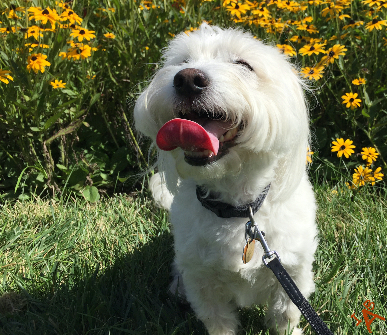 A Coton de Tulear appears to be smiling next to a field of yellow daisies.