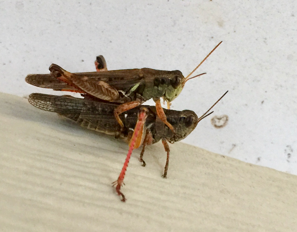 A grasshopper sitting on top of another grass hopper.