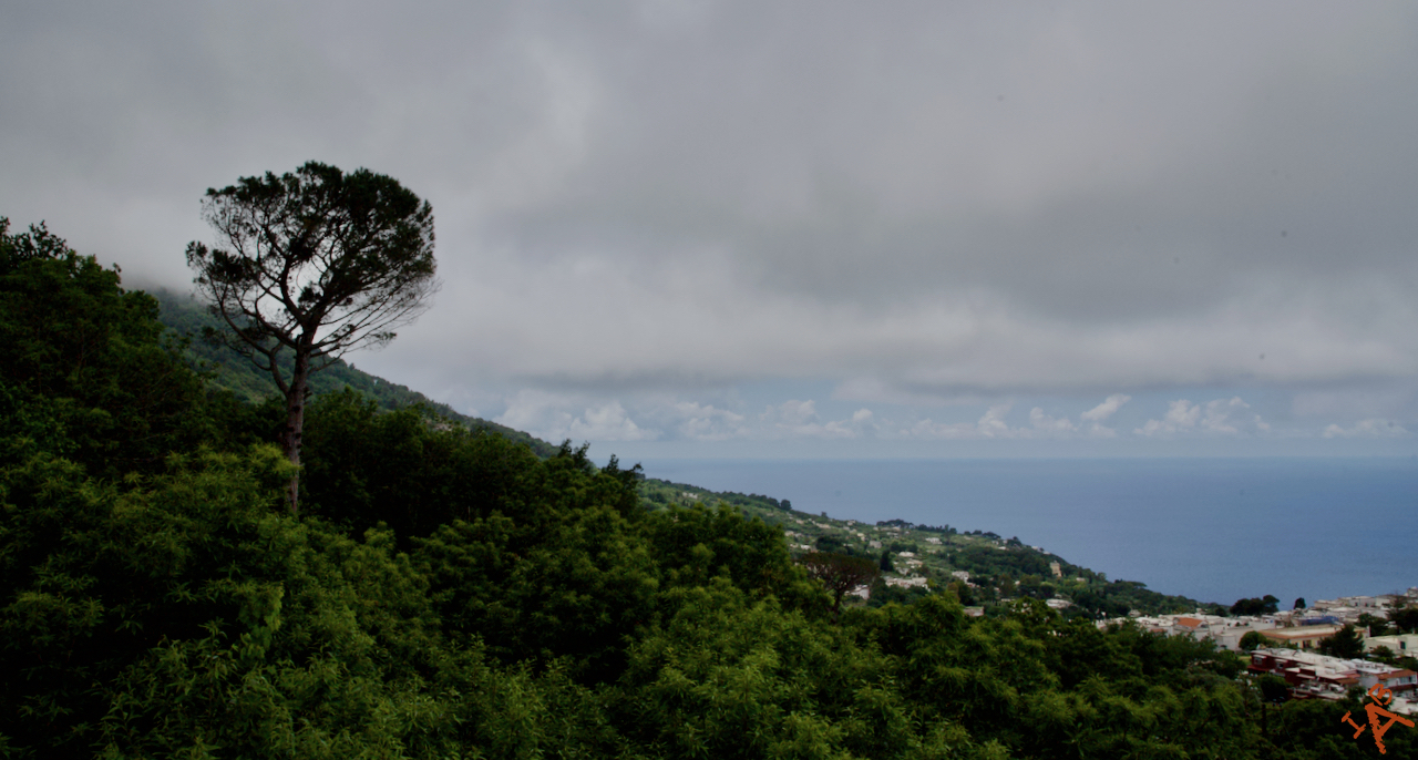 A tall tree stands out among shorter trees and greenery on a hillside.
