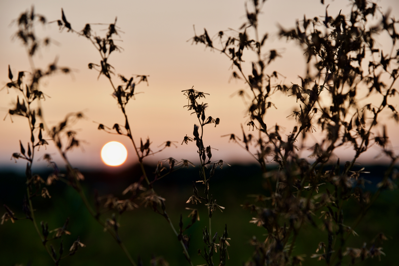 Picture of sunrise through some wildflowers.