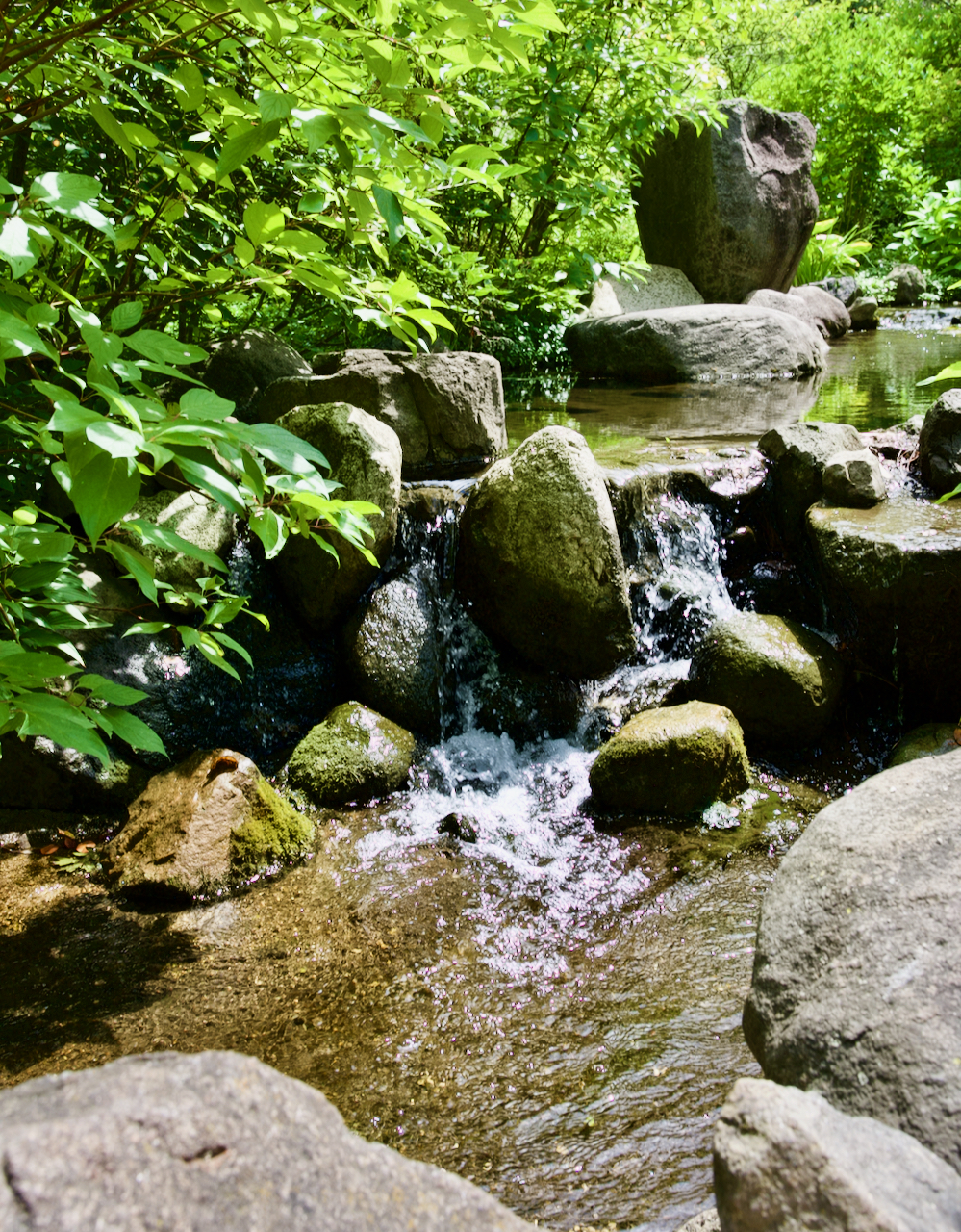 A stream with a little waterfall.
