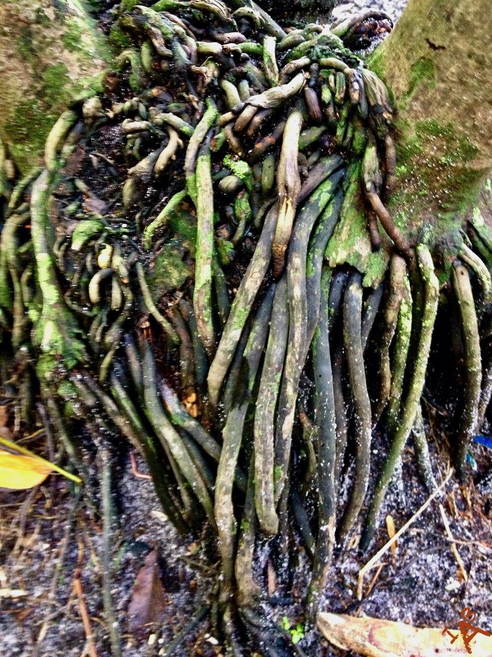 Weird roots coming off of a tree.