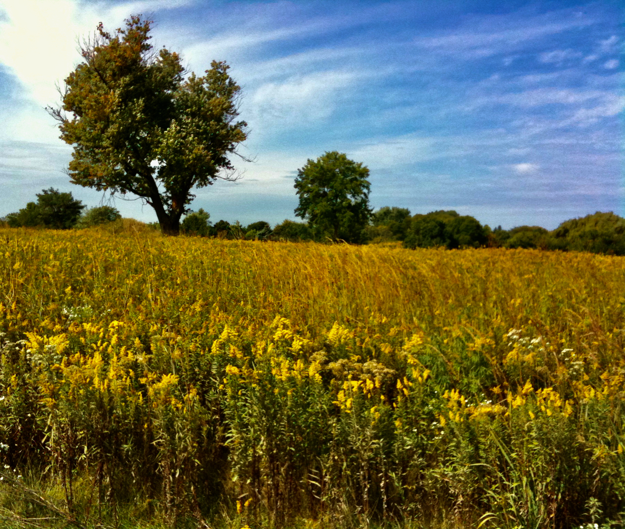 A prairie picture with gold flowers.