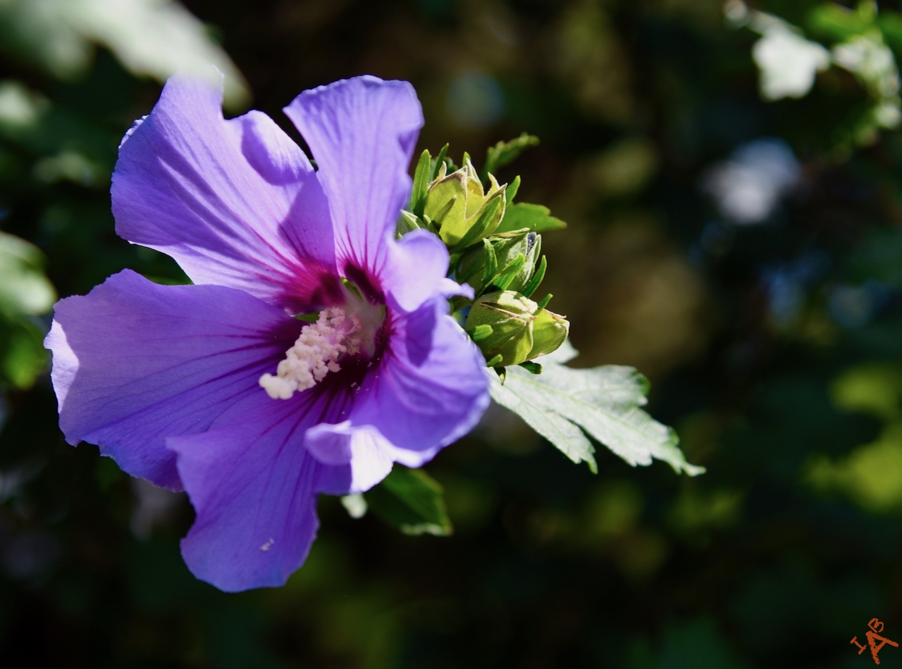 A purple hibiscus flower.