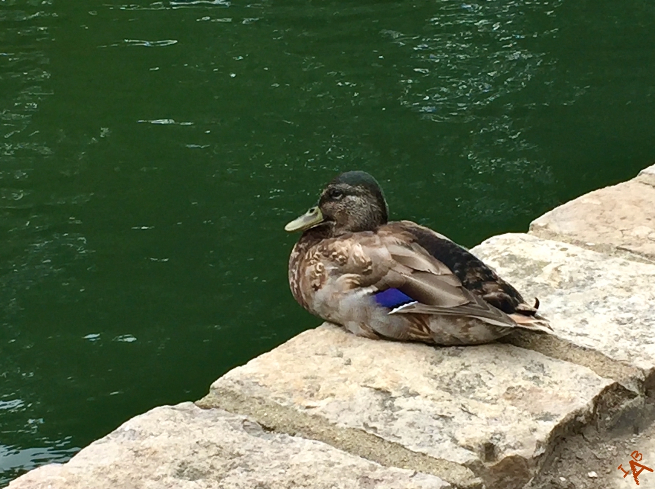 A duck sitting not the edge of a pond of water.