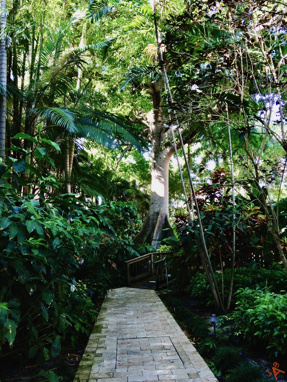A walking path into a tropical, wooden area.