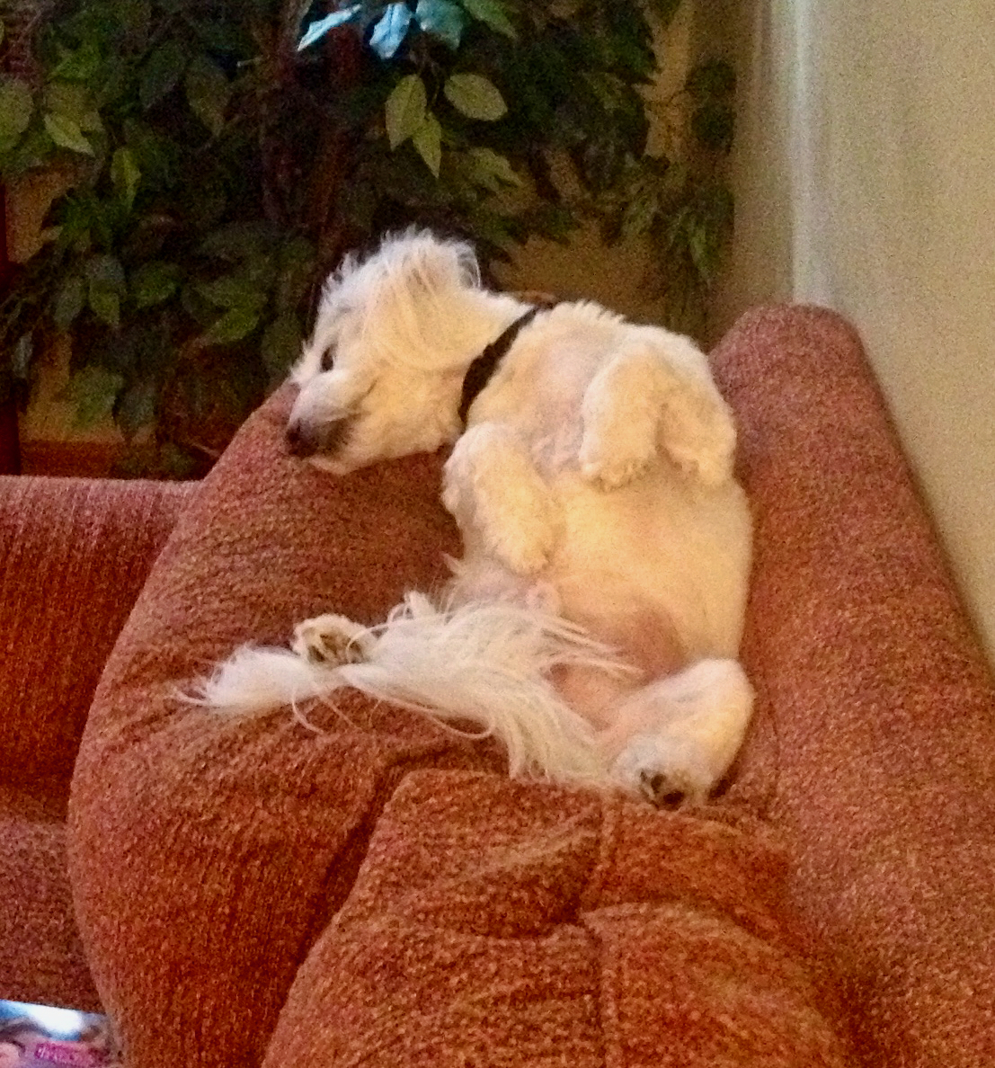 A Coton de Tulear dog resting in a weird pose.