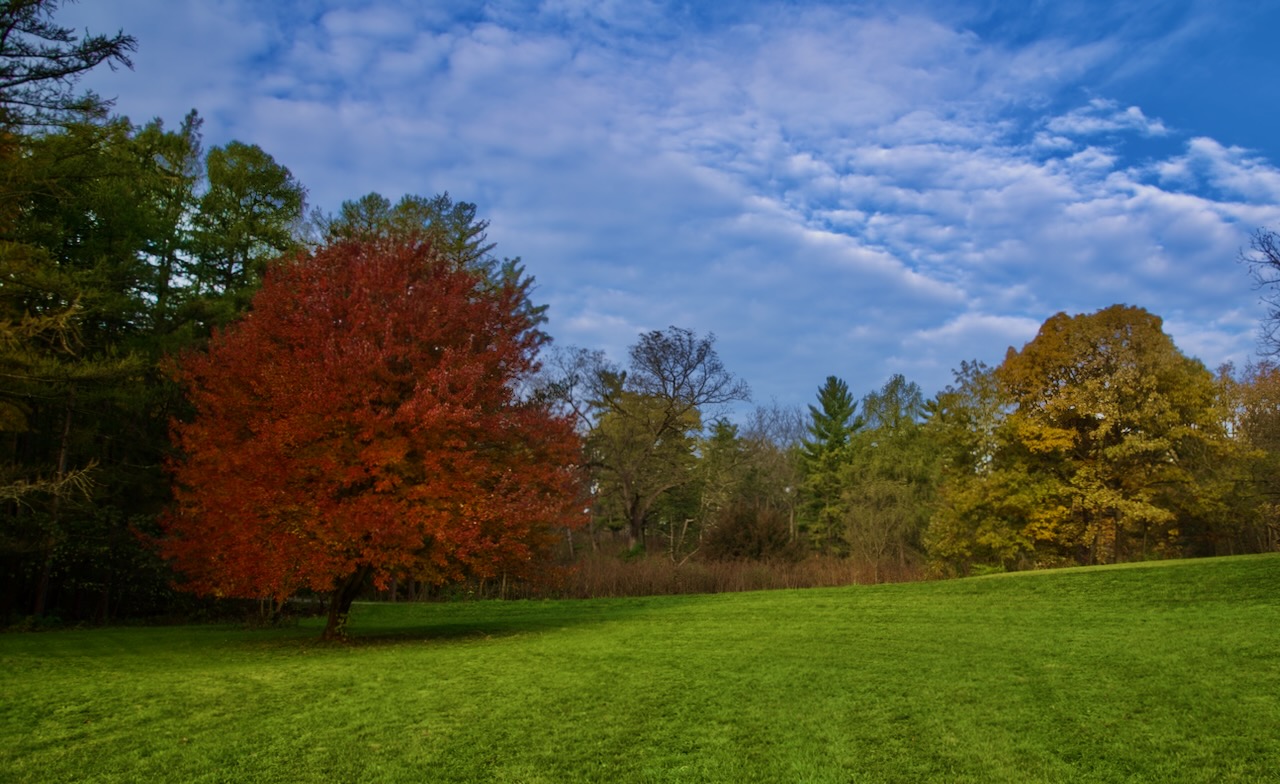 The End of the Fall Colors