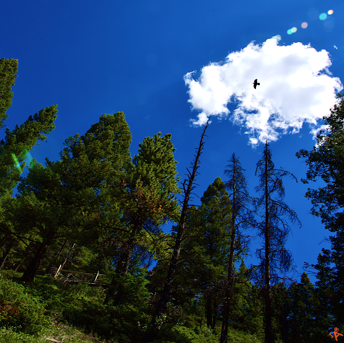 Bird. Cloud.