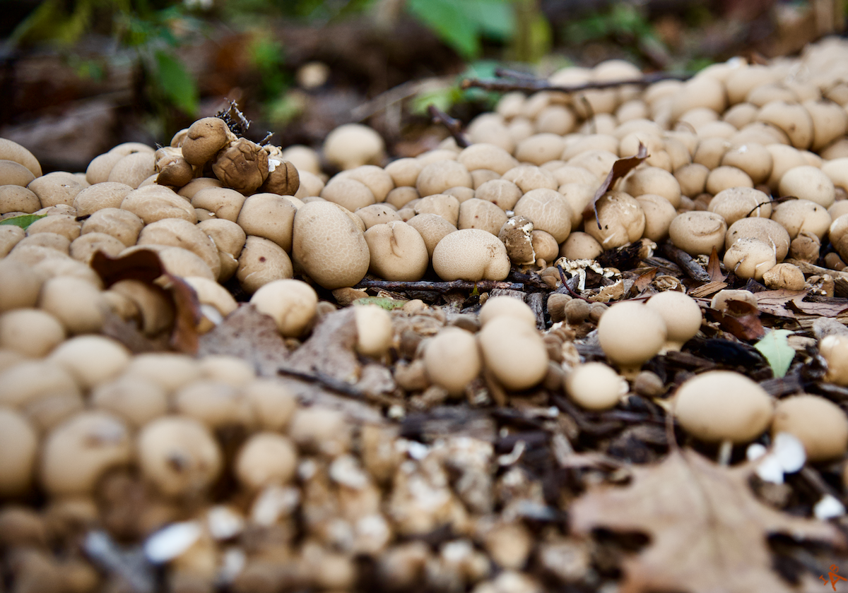 Mushrooms not Pebbles