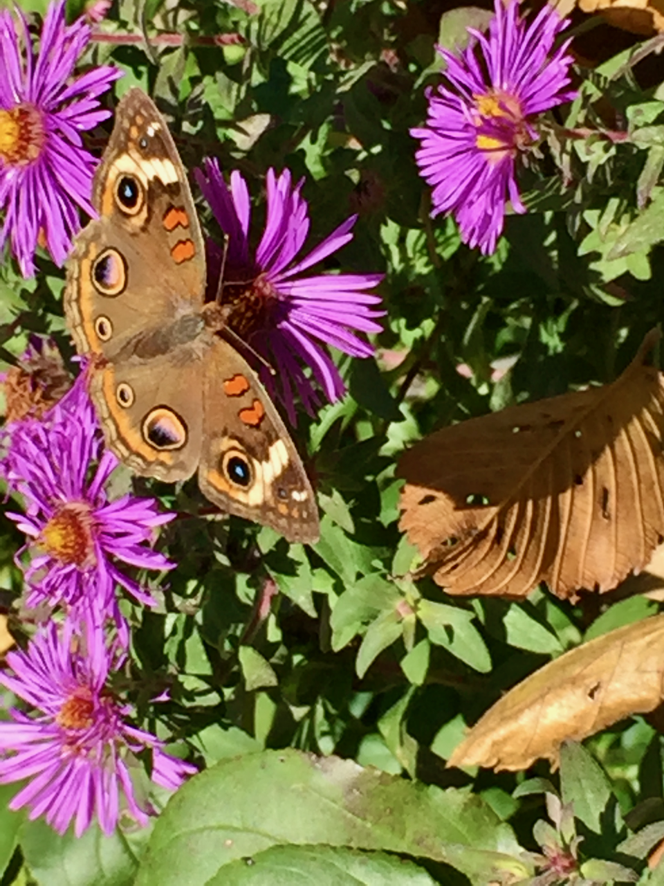 Meadow Argus in Illinois?