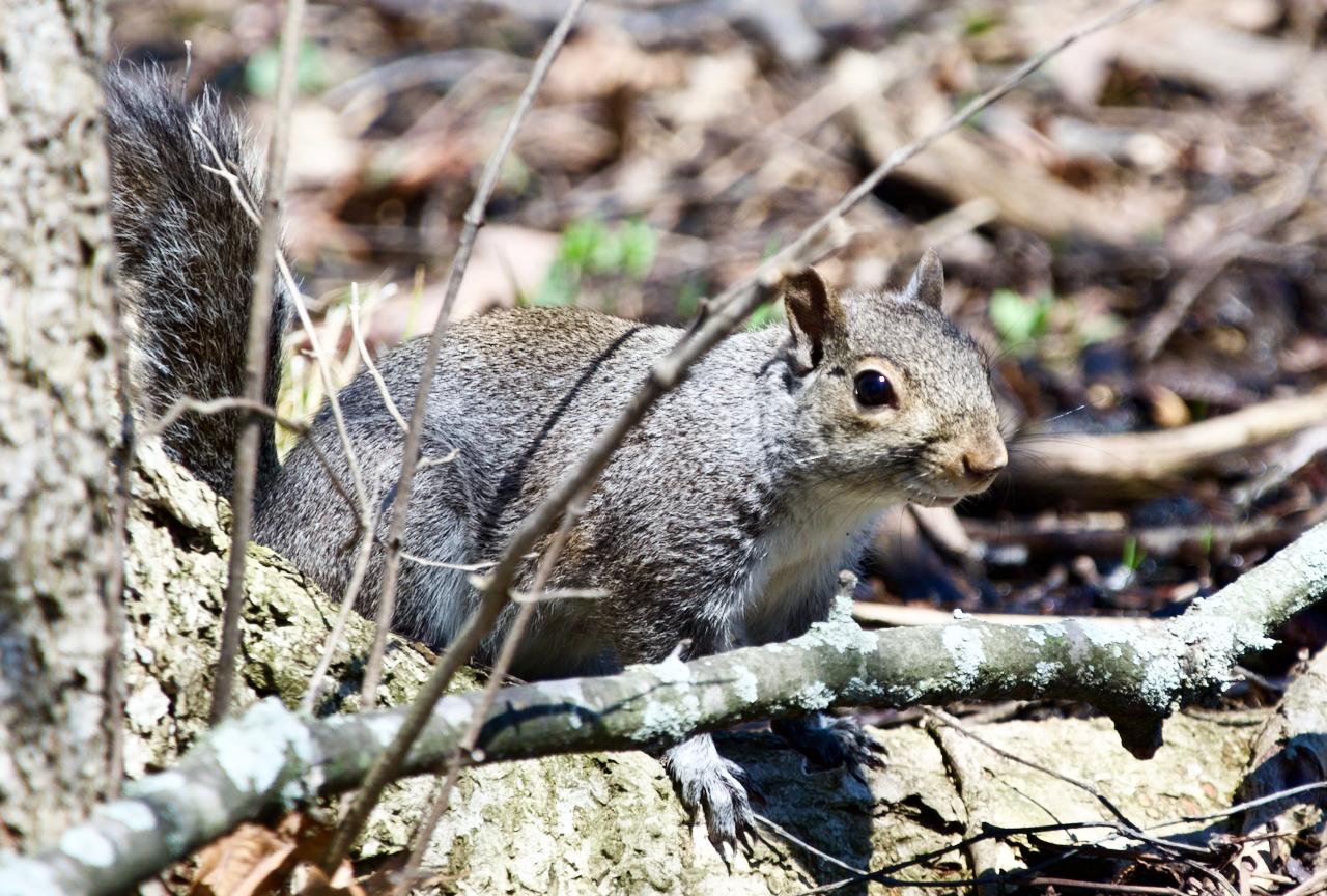 Got a Nut?