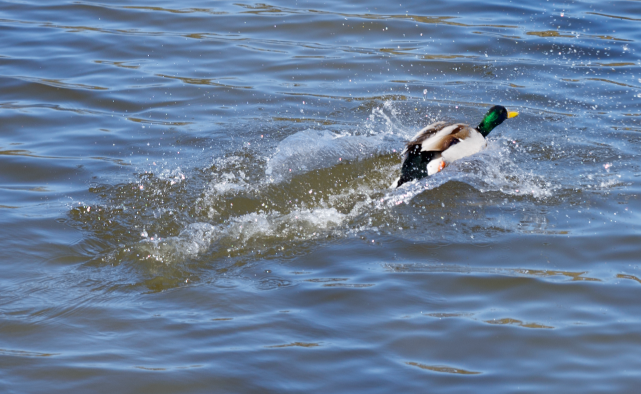 Making a Splash