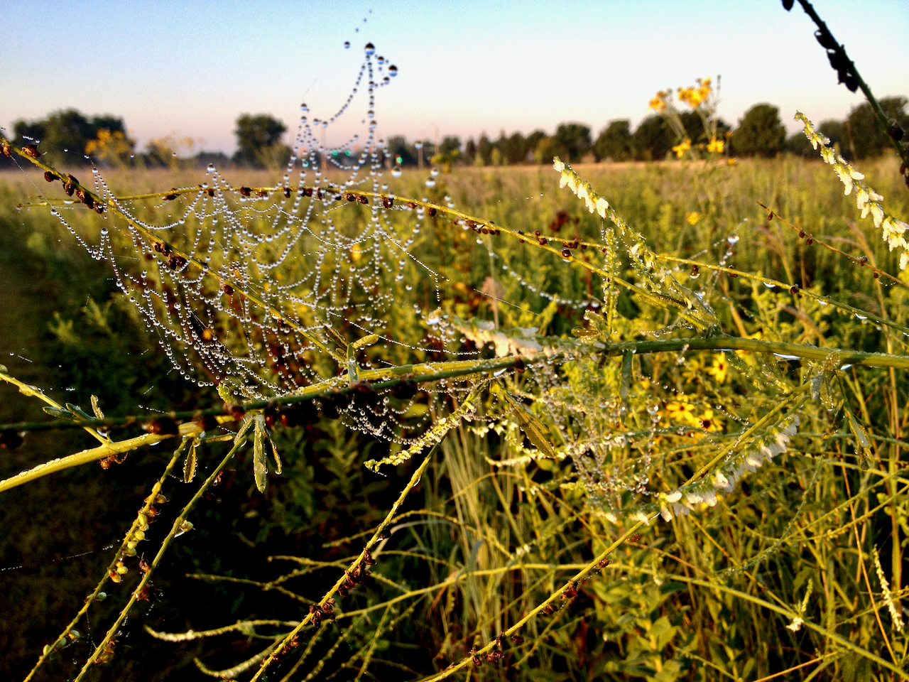 Dewy Web