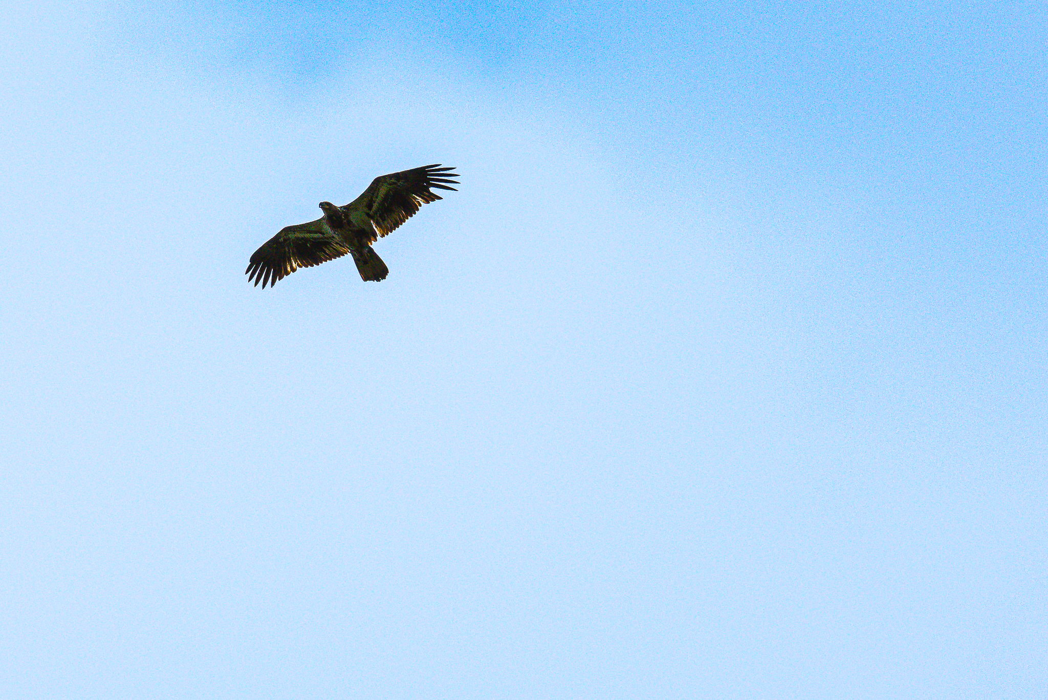 Soar