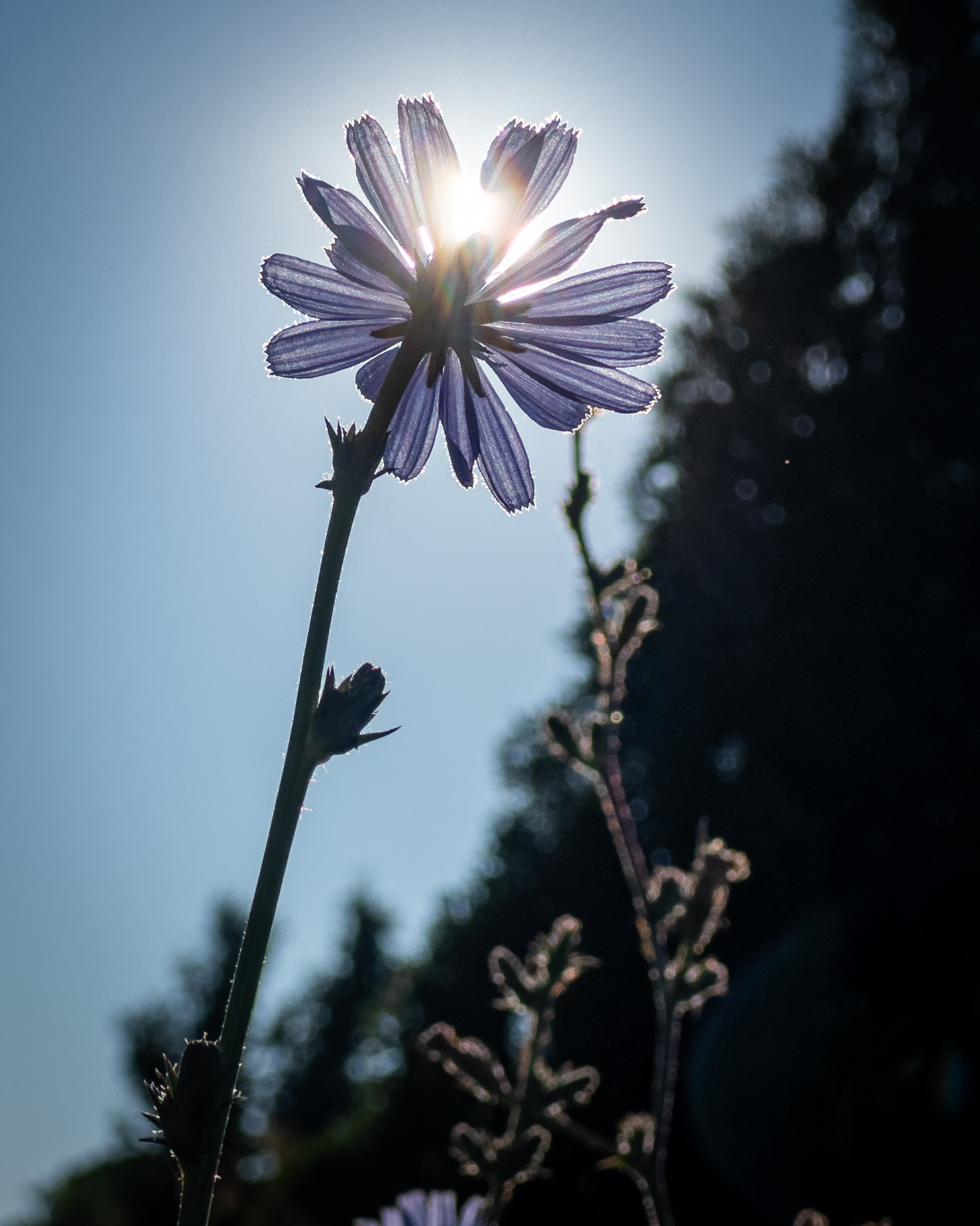 Through the Beauty