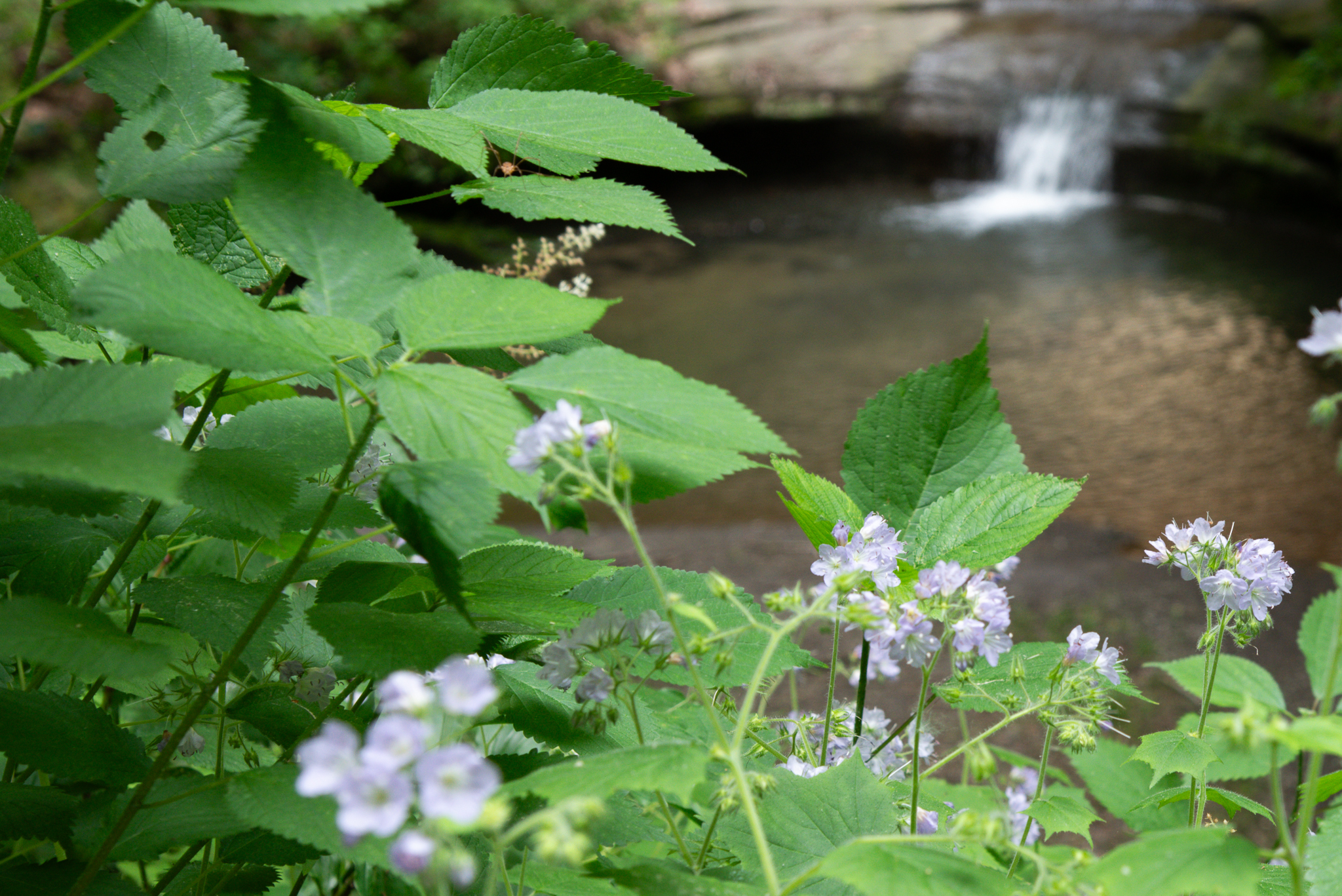 Far From the Falls