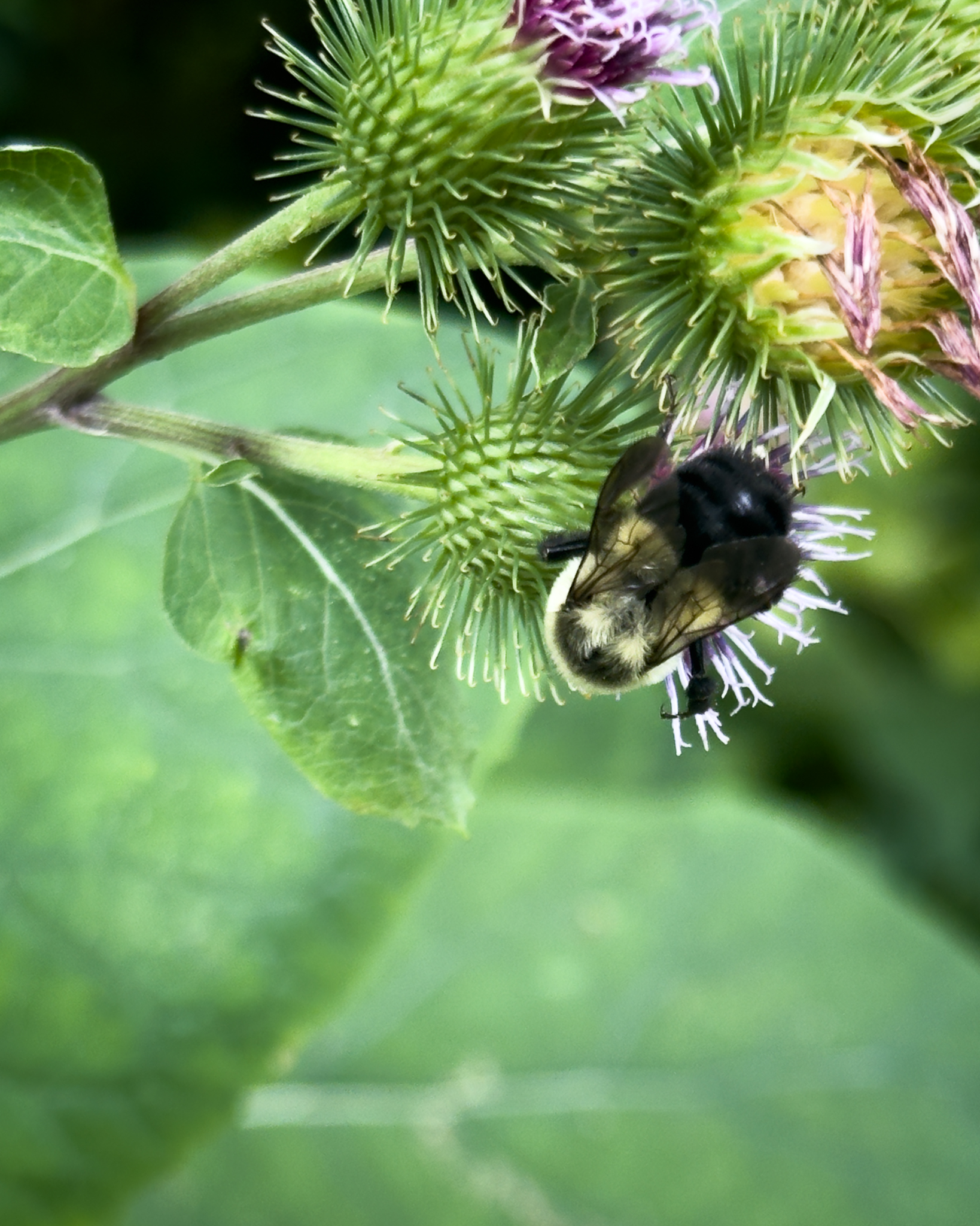 Bee on the Lookout