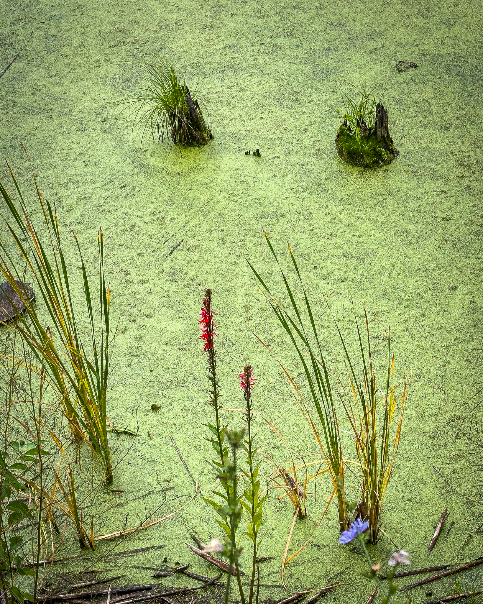 Sprouting from the Stumps